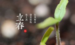 吃春盘、春饼、生菜、吃萝卜？立春习俗知多少？
