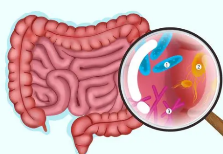 调整肠道菌群为什么可以改善糖尿病的症状