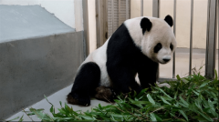 “团团”疑有恶性肿瘤，用脚拖行前进！