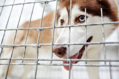 研究发现光热疗法可“烧死”狂犬病病毒
